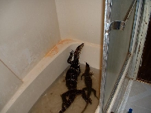 my 2 waters taking a soak