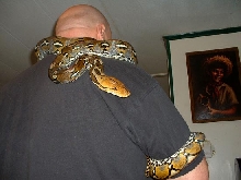 male sulawesi