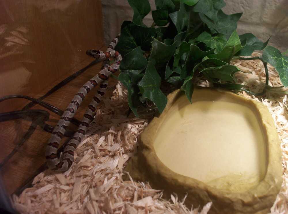 1b