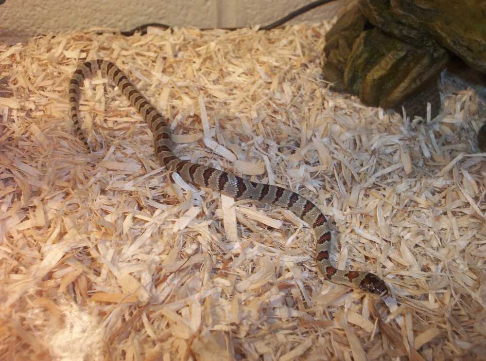 3b