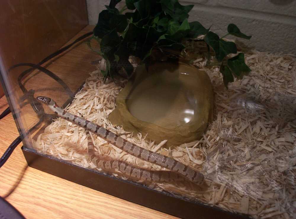 4b