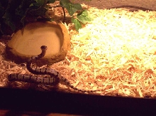 Tank
