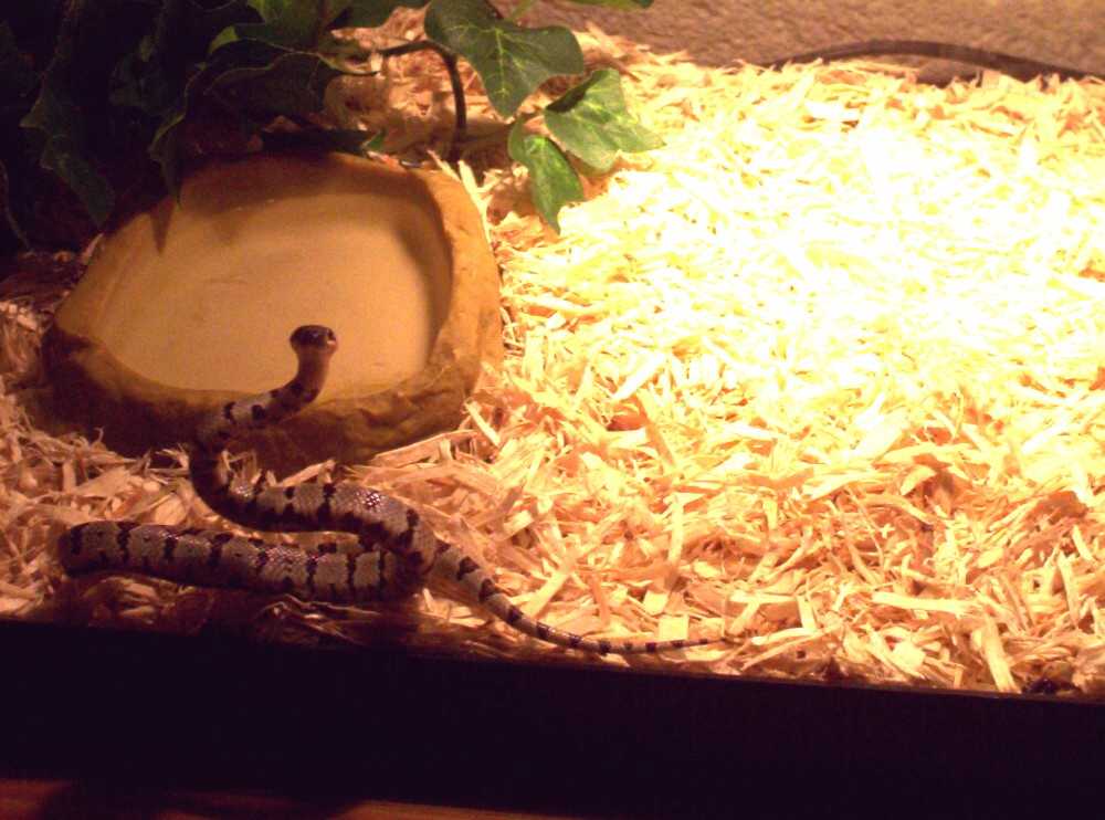 Tank