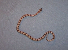 Gray Banded Thayeri