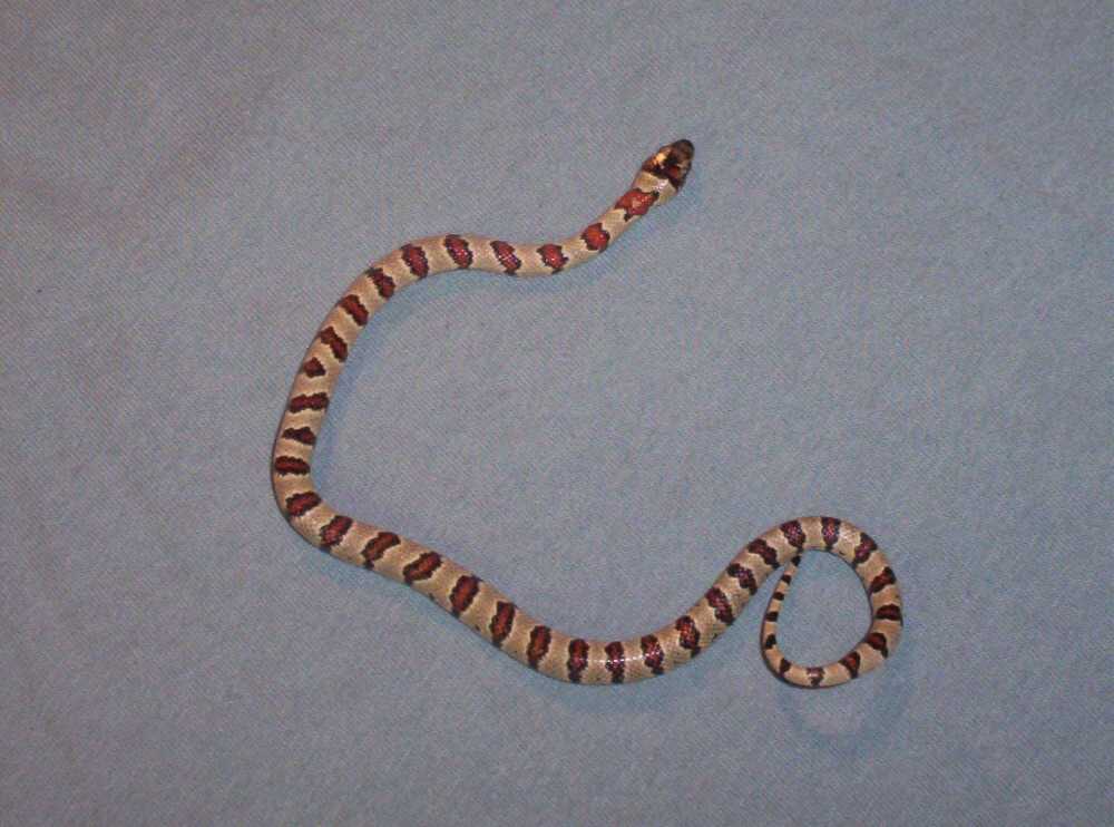 Gray Banded Thayeri