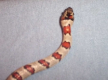 5b