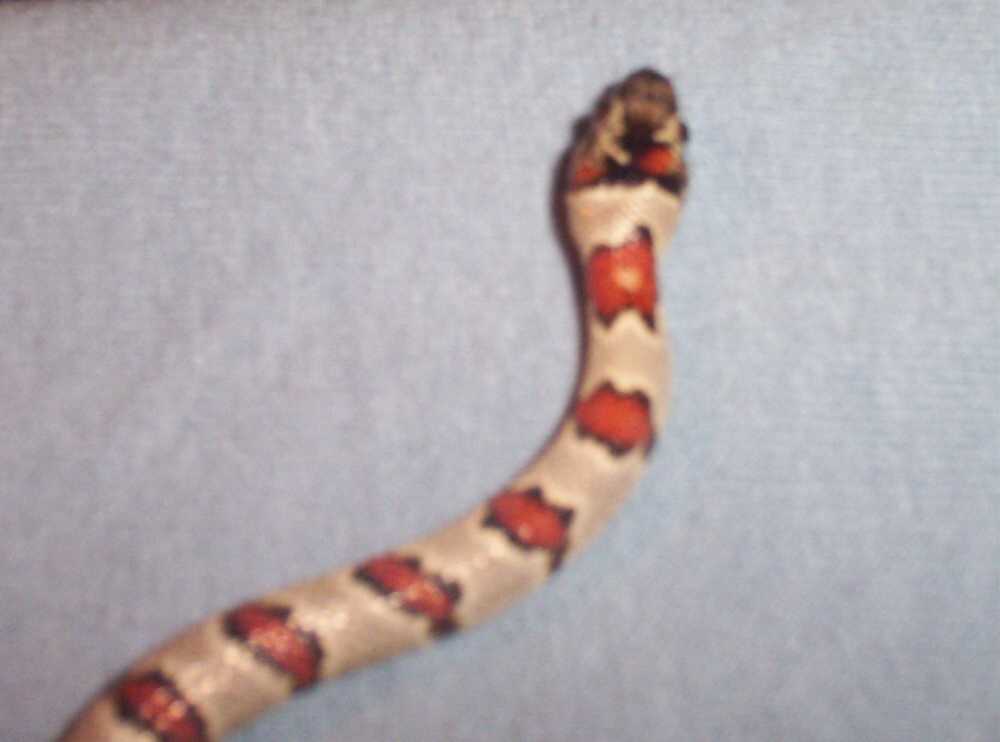 5b