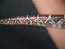 Colt Tail