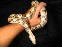 Colt1