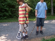 black rat snake