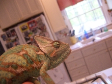 Kermit