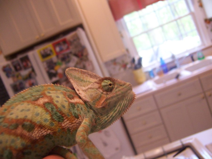Kermit