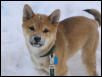 Snow Puppy