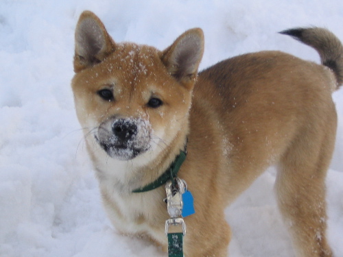Snow Puppy