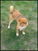 Kuma in Yard