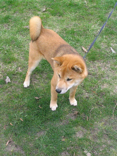 Kuma in Yard