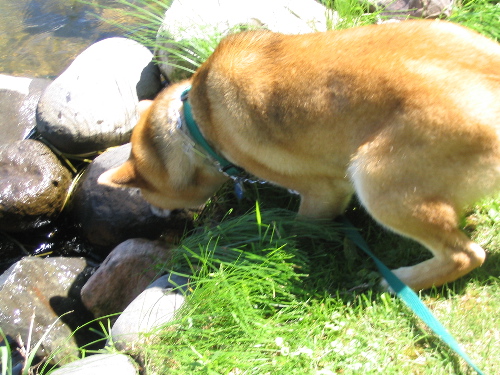 Kuma and Water