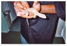 3rd photo of sav hatchlings