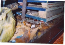 sav hatchlings