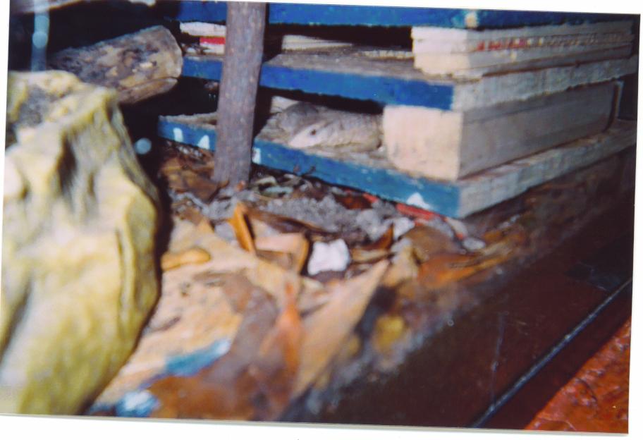 sav hatchlings