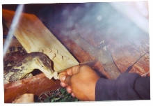 feeding1