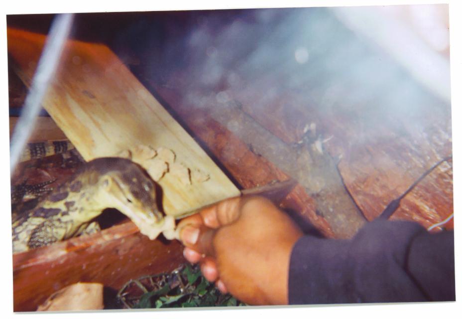 feeding1