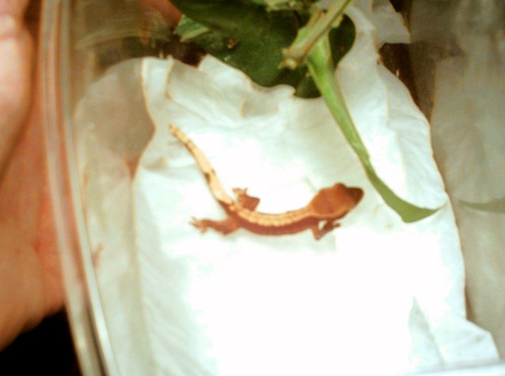 baby crestie