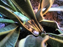 laying eggs