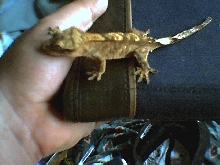 pico