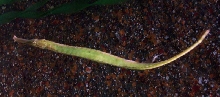 Pipefish