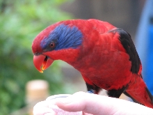 Black-winged lorikeet