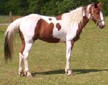 Trotter