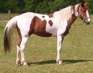 Trotter