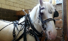 Draft horse