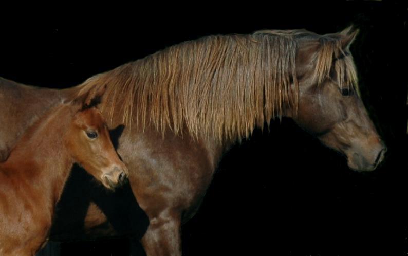 morgan horse