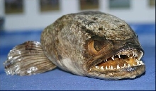 Snakehead Fish