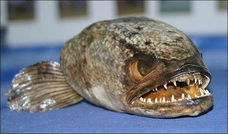 Snakehead Fish