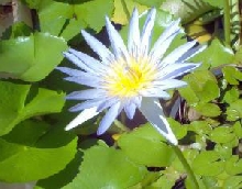 Tropical lily