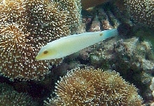 Wrasse