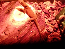 My anole