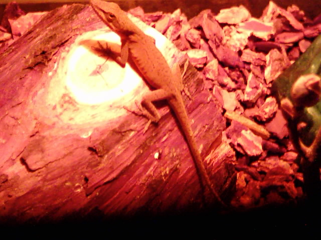 My anole