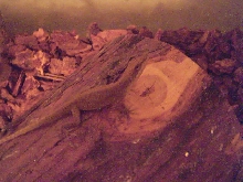 Fred my green anole