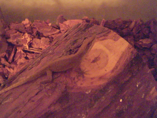 Fred my green anole