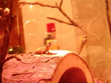Fred