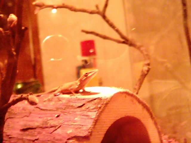 Fred
