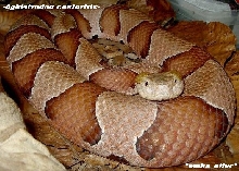Agkistrodon contortrix