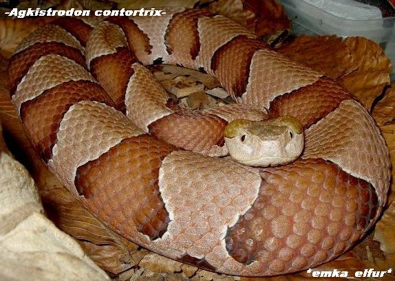 Agkistrodon contortrix