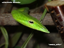 Ahaetulla  nasuta