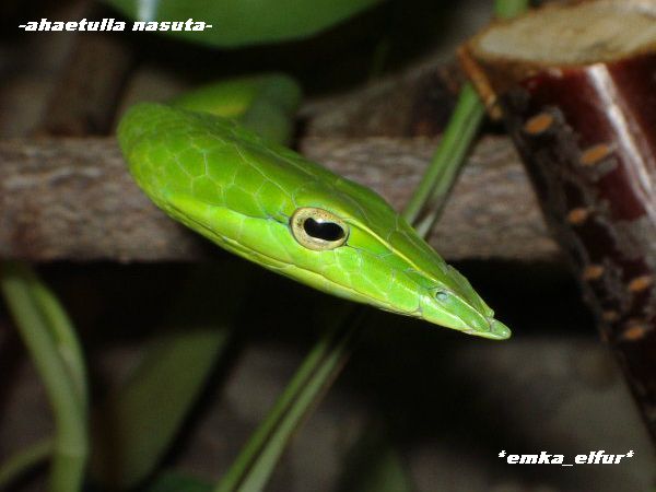 Ahaetulla  nasuta