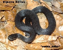 Vipera berus-melanistic, male